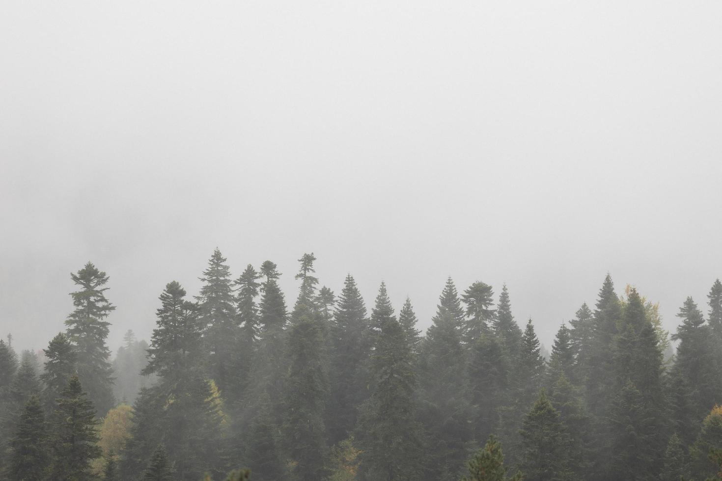 Herbst und Nebel in den Bergen. vertikales Foto. Fototapete mit Bergblick, Platz für Text. hochwertiges Foto