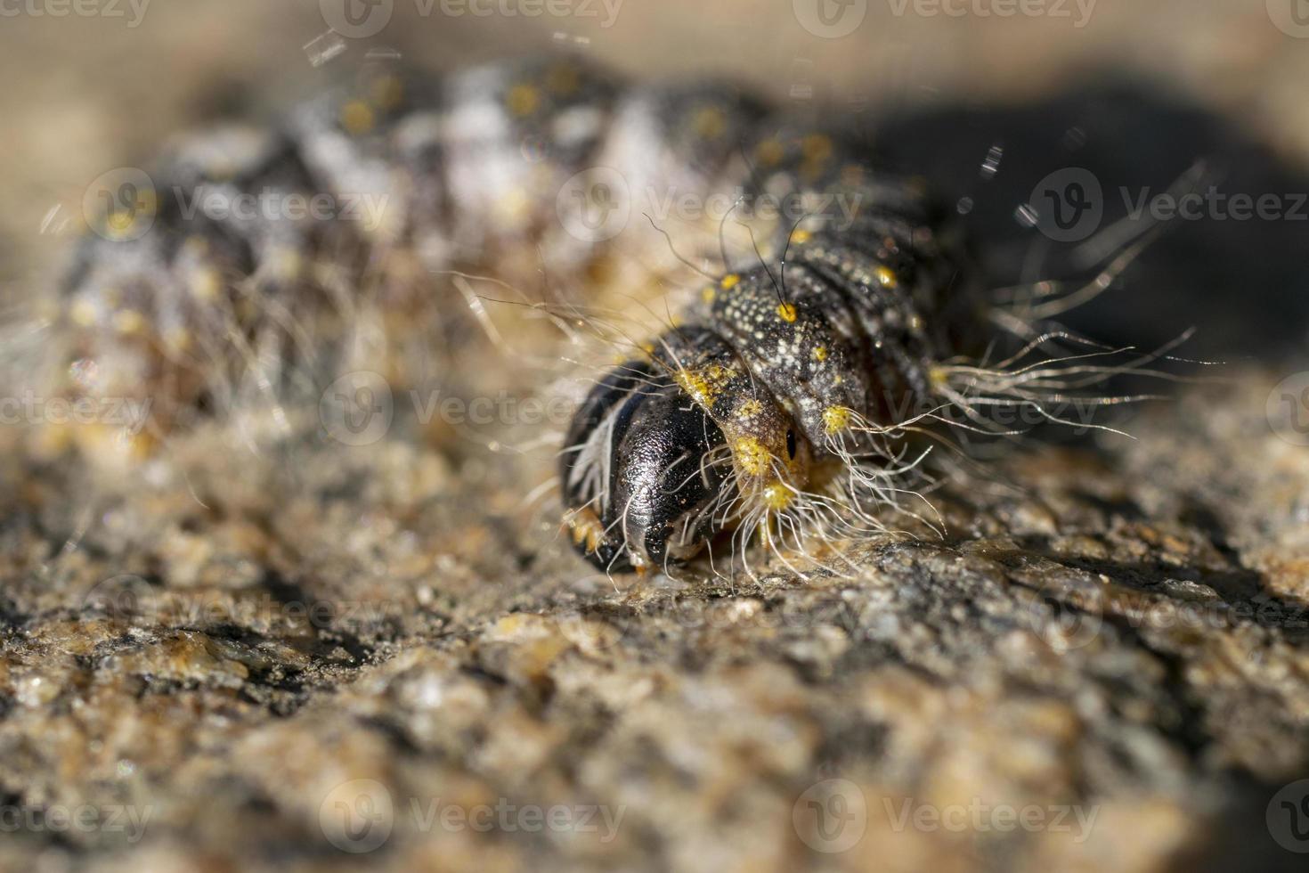 extremes Makroporträt der Raupe foto