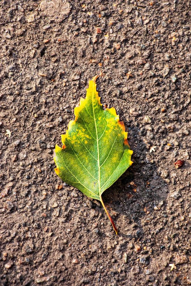 Nahaufnahme Herbst grün gelbes Blatt mit natürlicher Textur auf Asphalt. natürlich gefallenes Herbstblatt. schönes saisonales Herbstblatt. foto
