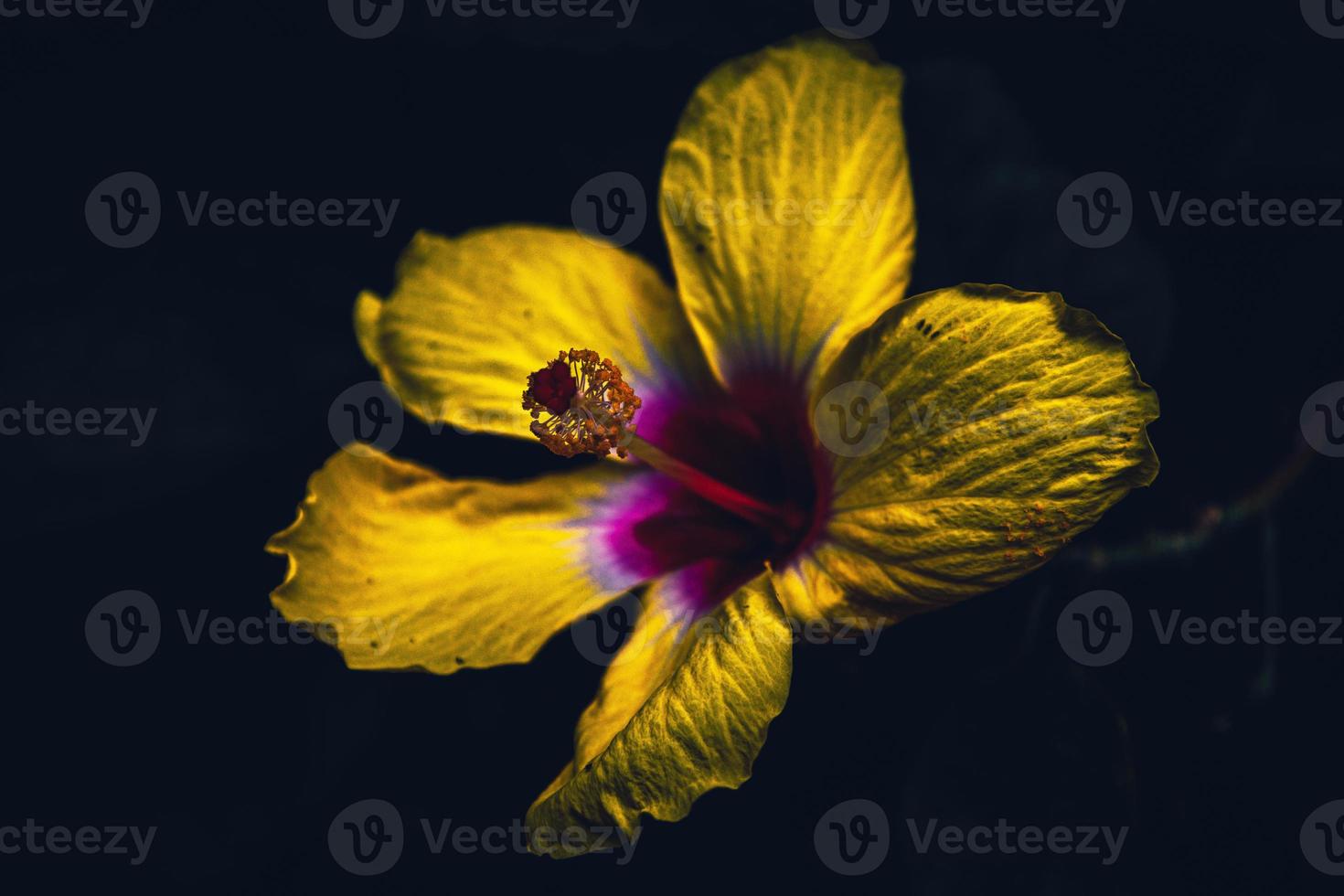 schönes gelbes Hibiskusblüten-Nahaufnahme-Makrofoto foto