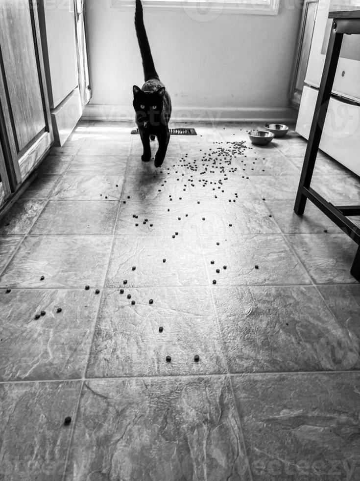 Katze geht in Küche spazieren foto