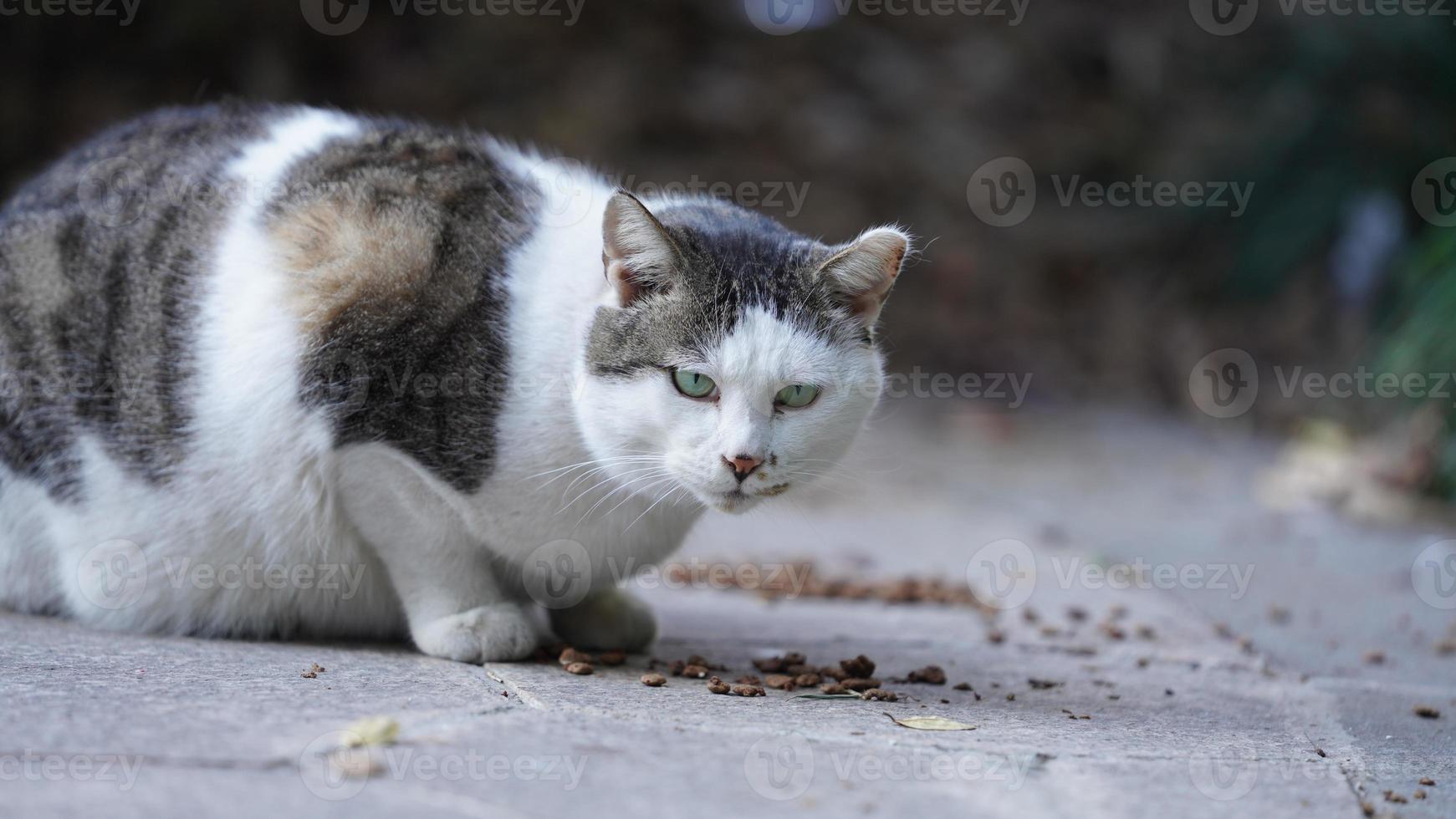 eine entzückende Wildkatze, die im Garten zum Ausruhen sitzt foto