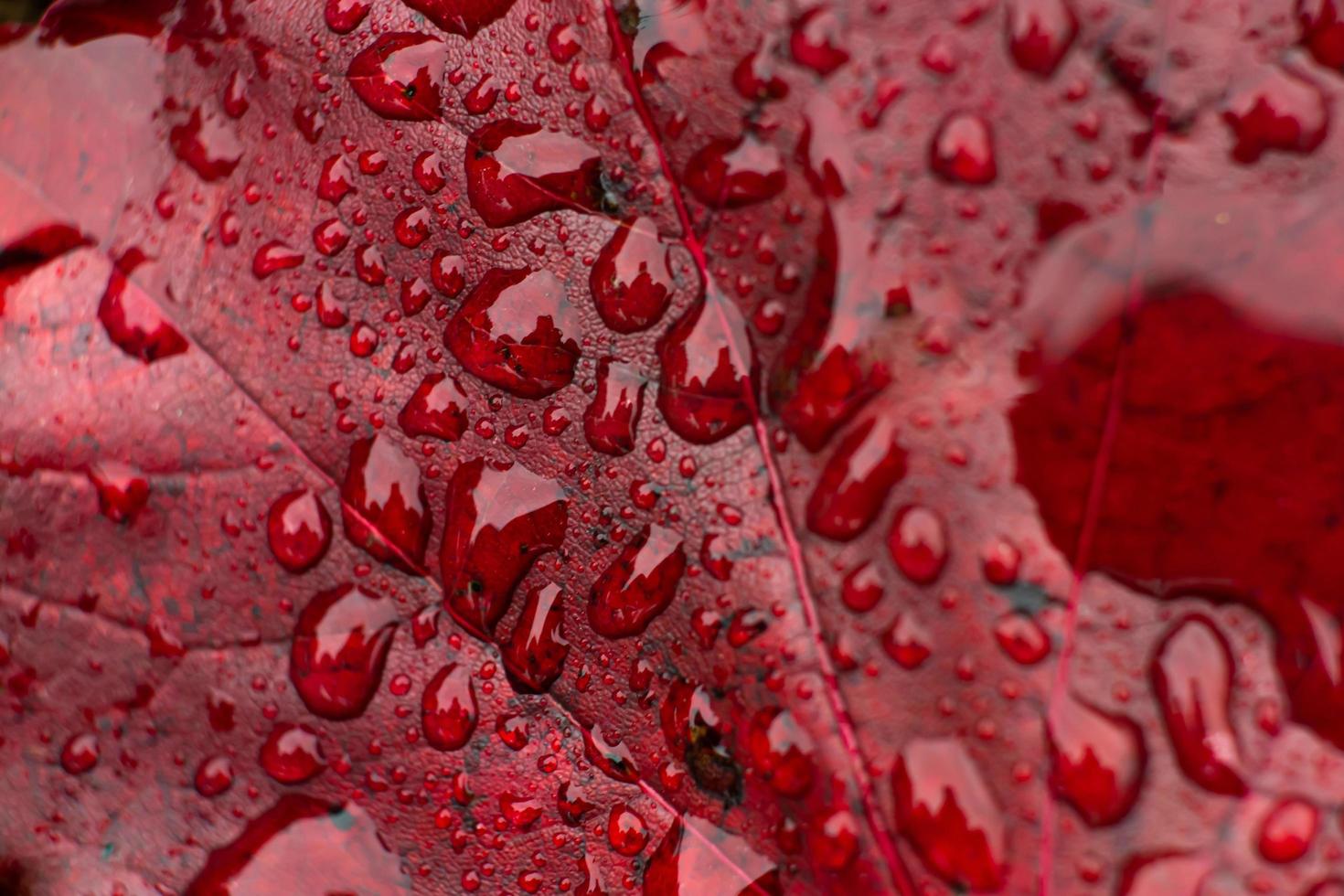 Wassertropfen auf ein rotes Blatt foto