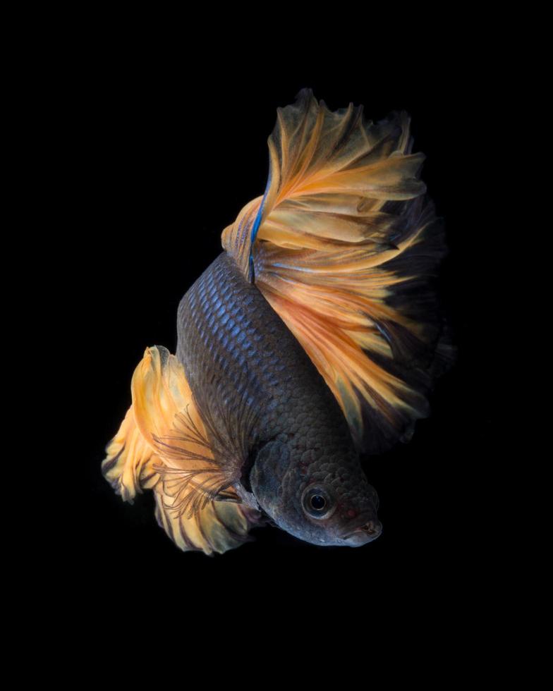 gelber Kampffisch auf schwarzem Hintergrund foto