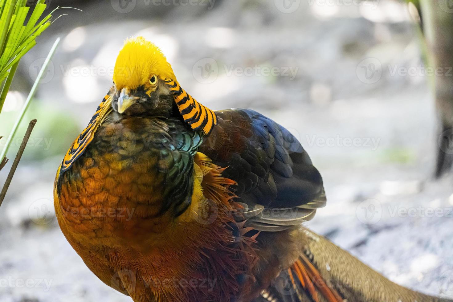 chrysolophus pictus, goldfasan schöner vogel mit sehr buntem gefieder, gold, blau, grün, mexiko foto