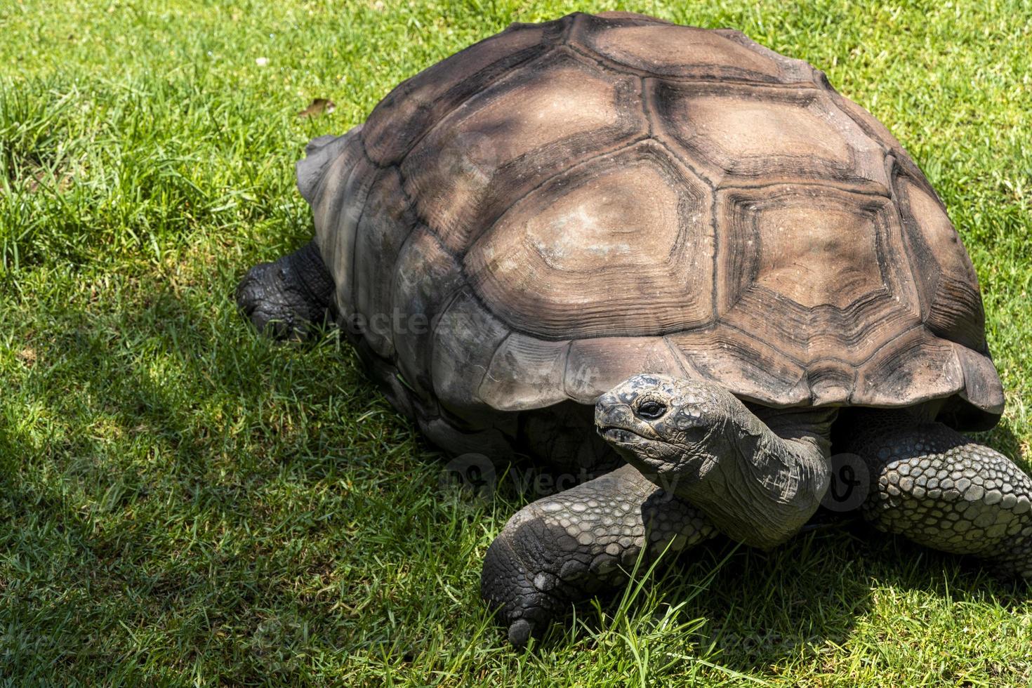 Riesenschildkröte, Aldabrachelys Gigantea, auf der Suche nach Nahrung auf dem Feld, ruht im Schatten eines Baumes. Mexiko foto