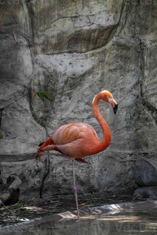 flamingo aus der nähe gesehen, hinter einem wasserfall, rosa gefiedertes tier, mexiko foto