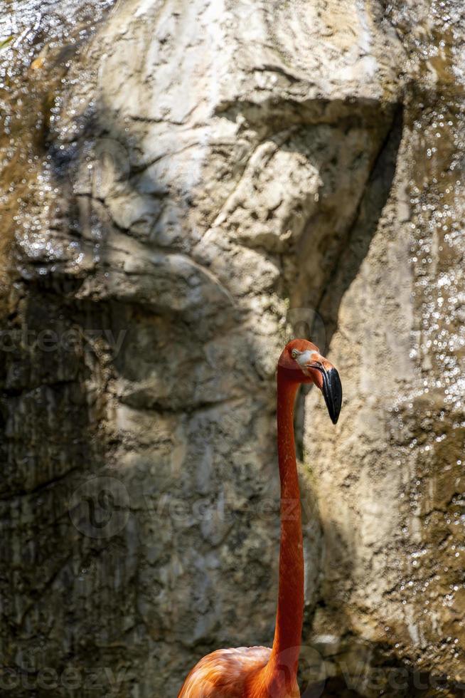 phoenicopterus ruber Flamingos in einem Springbrunnen im Hintergrund ein vorbeifahrender weißer Touristenzug, Vegetation und Wasser rund um das Gelände foto