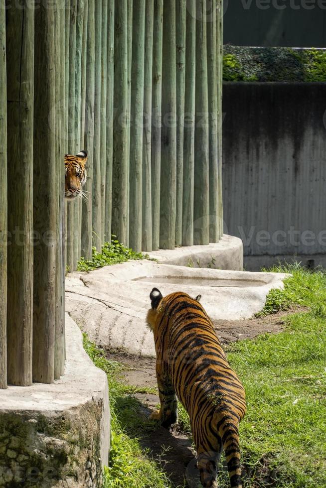 Zwei bengalische Tiger, Panthera Tigris Tigris, die in ihrem Unterschlupf im Zoo, Mexiko, spazieren foto