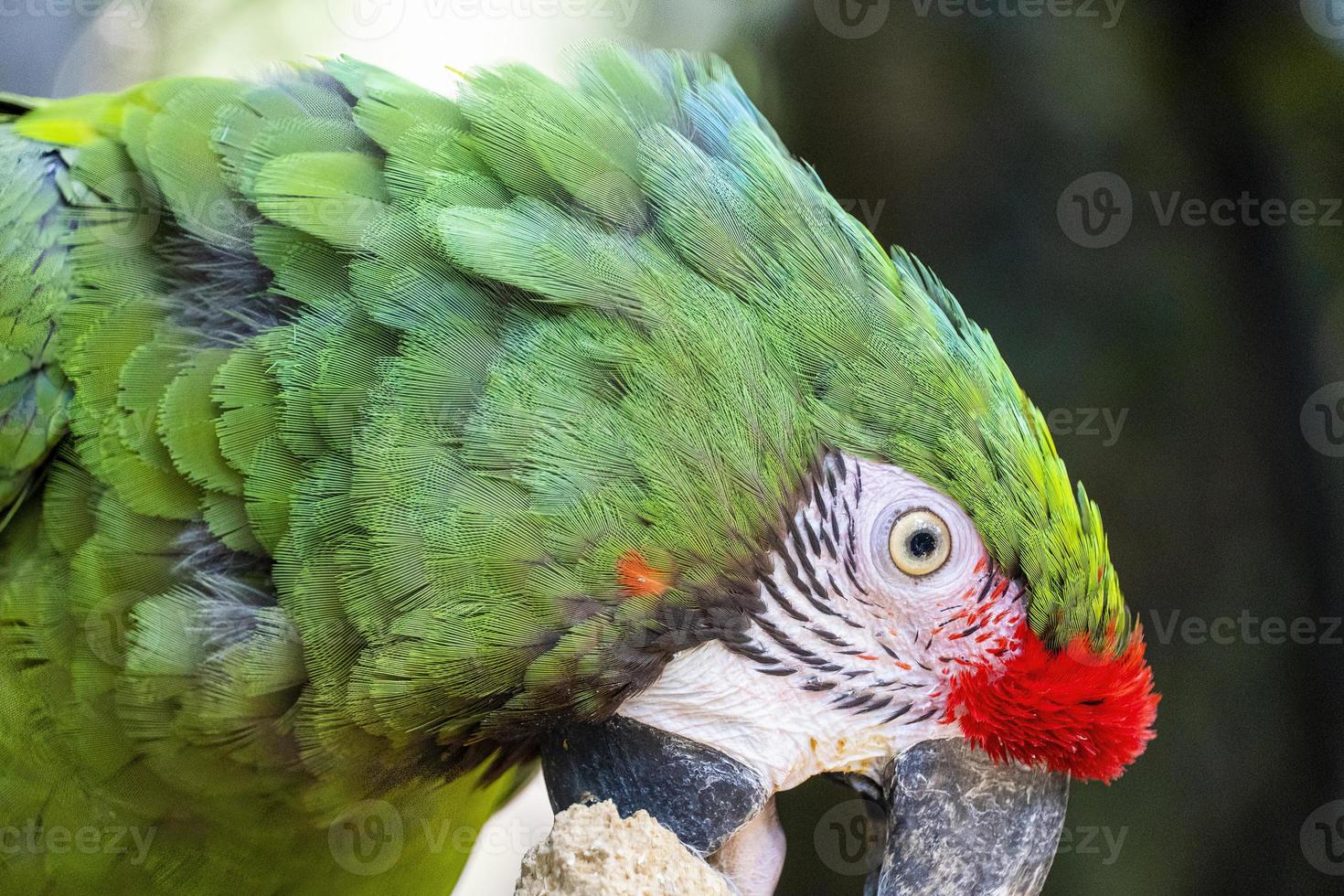 amazona viridigenalis, ein porträtrotstirnpapagei, posierend und beißend, schöner vogel mit grünem und rotem gefieder, mexiko foto