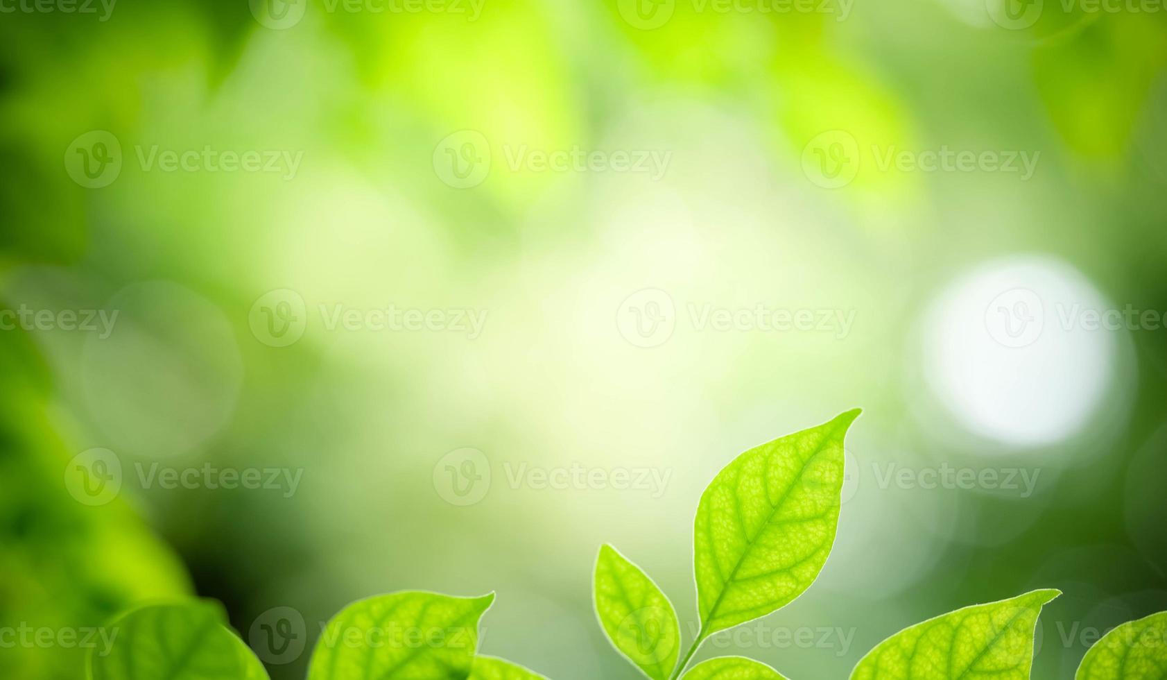 Herrliche Naturansicht des grünen Blattes auf unscharfem grünem Hintergrund im Garten. natürliche grüne Blätter Pflanzen, die als Deckblatt für den Frühlingshintergrund verwendet werden, Grün, Umwelt, Ökologie, lindgrüne Tapete foto