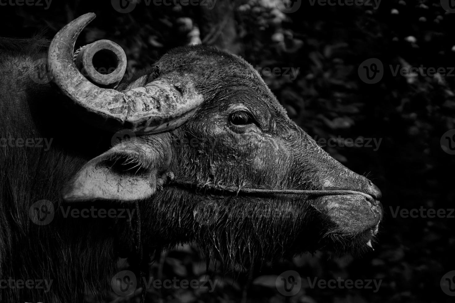 Großes Büffel-Bulls-Eye-Bild in Schwarz-Weiß foto