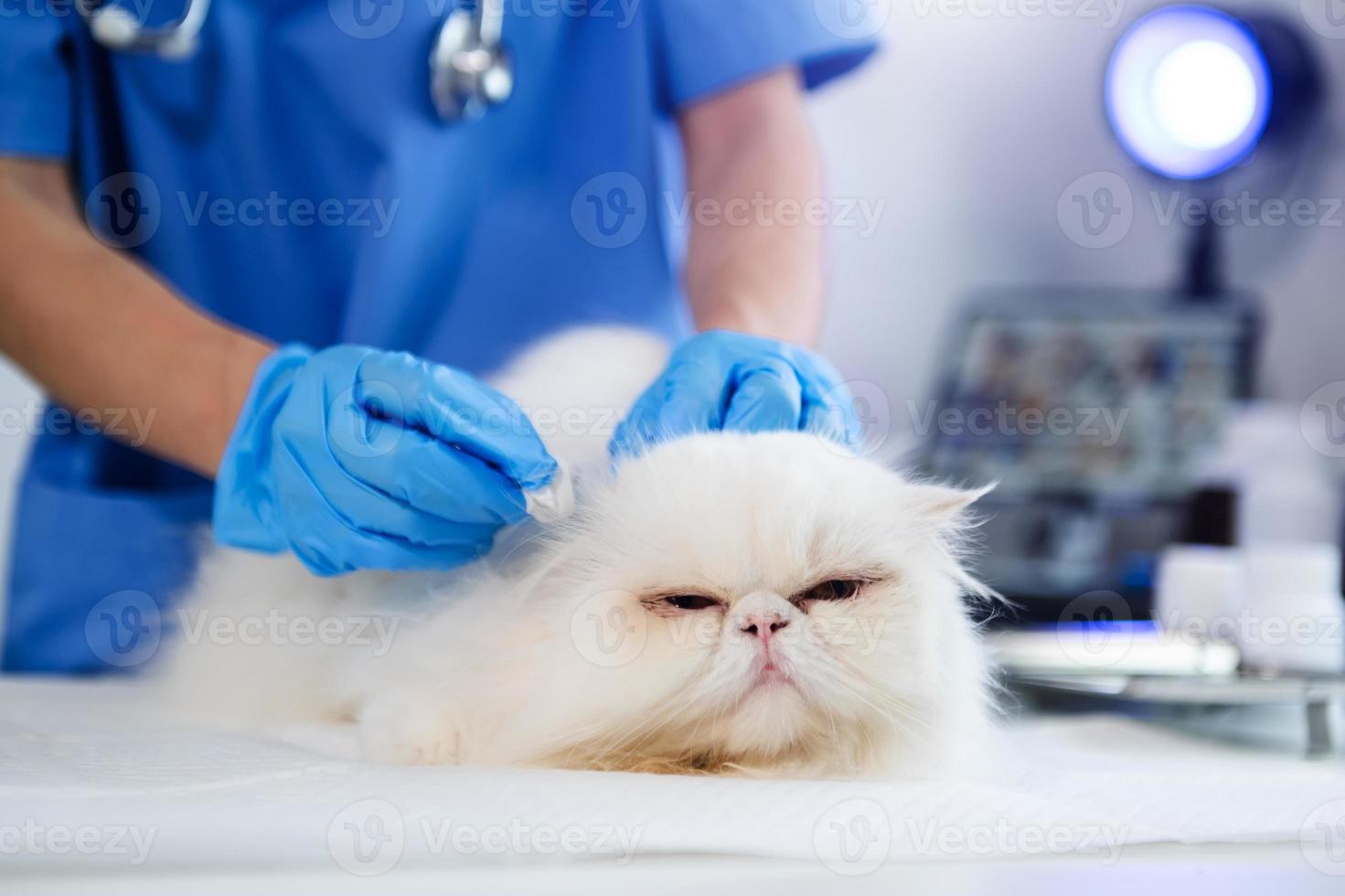 Tierarzt für die Behandlung kranker Katzen, Pflege des Tiergesundheitskonzepts Tierklinik foto