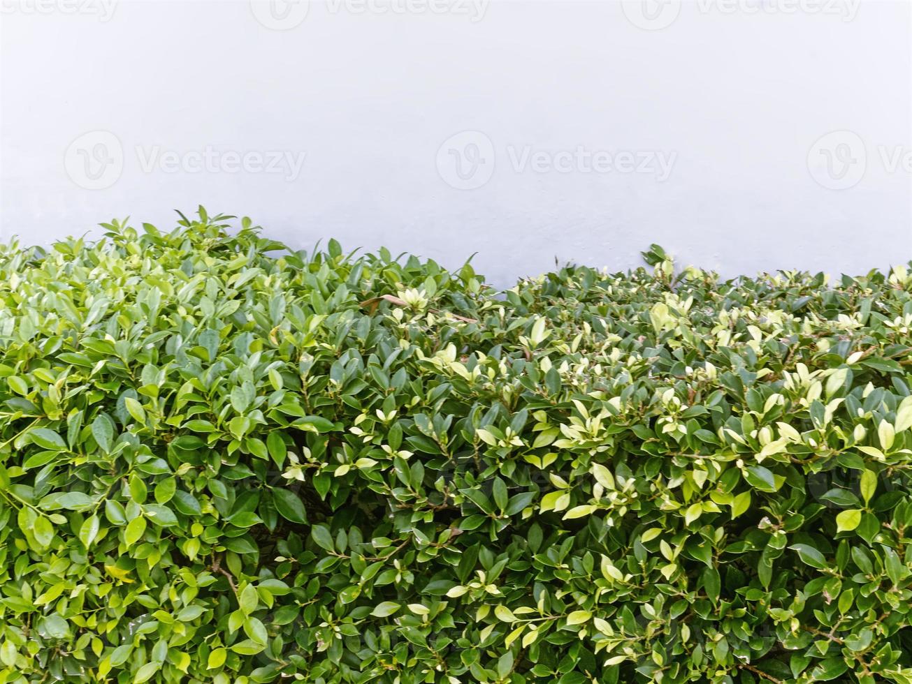 grüner Busch gegen weiße Wand foto