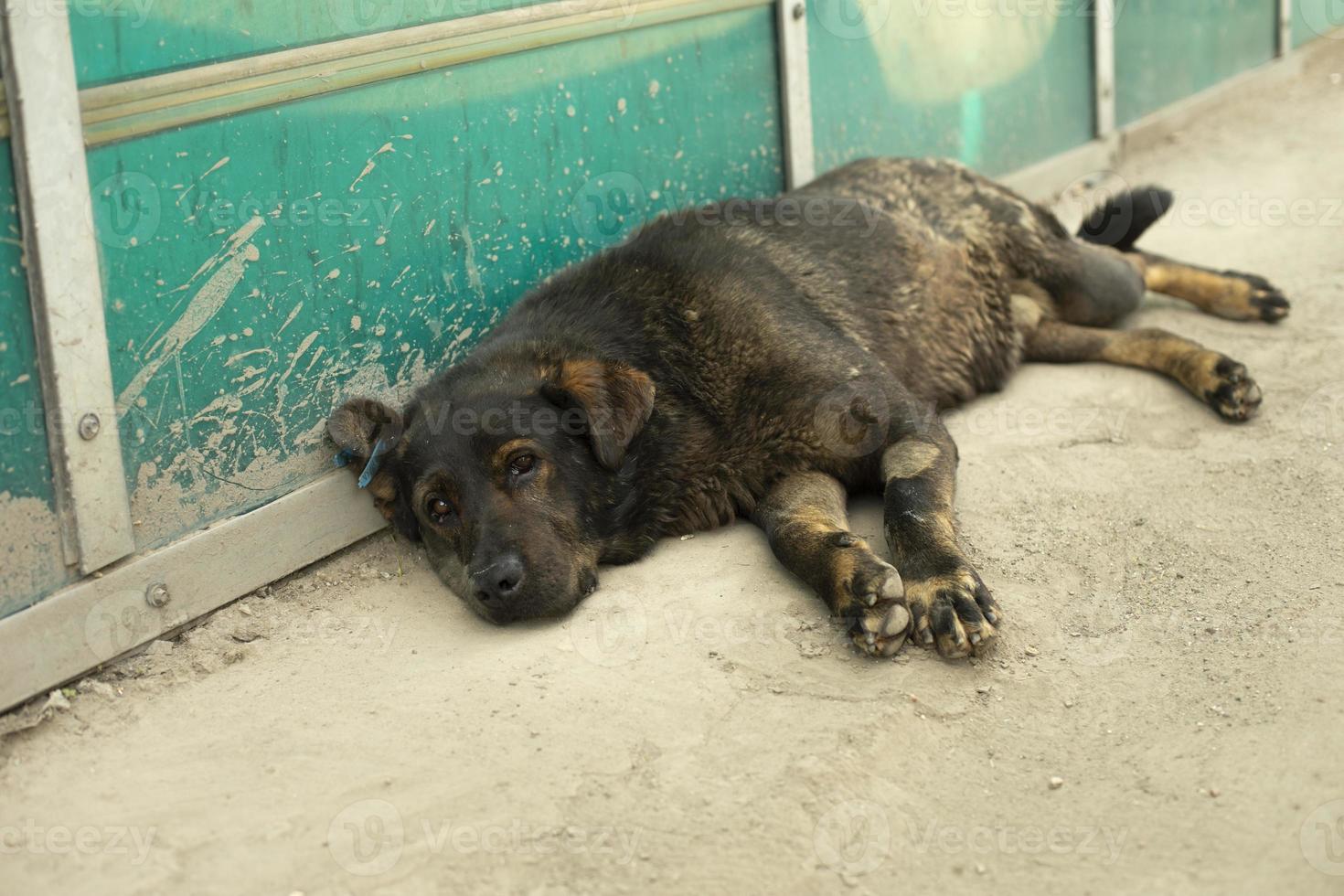 schwarzer streunender hund. Hund schläft auf Asphalt. Tier in der Stadt. foto