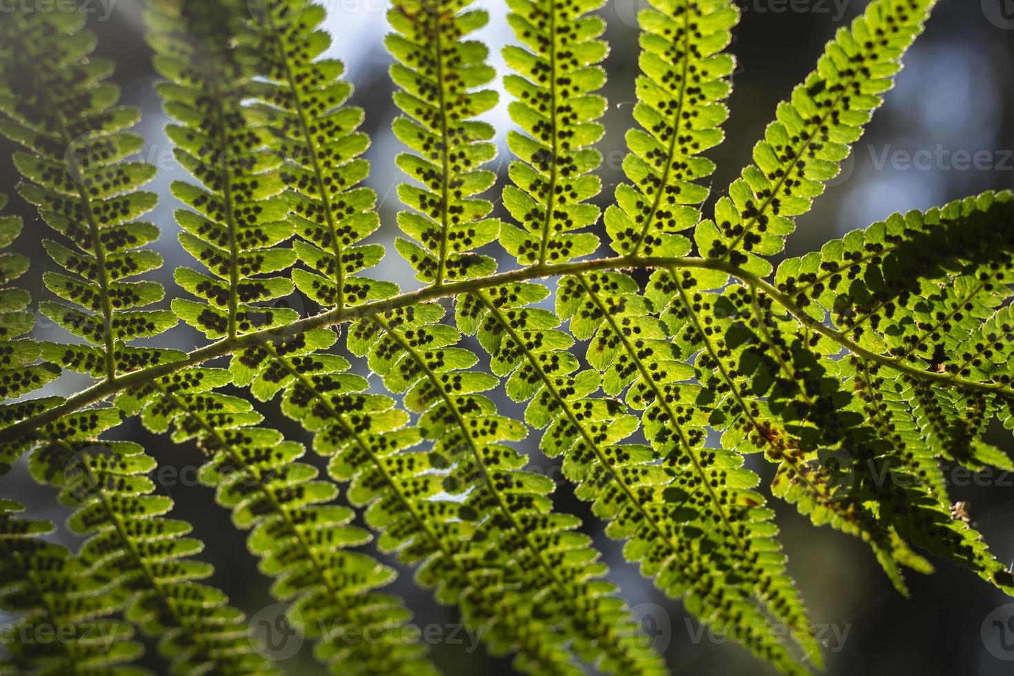 grüner Farn. Pflanzendetails. Blätter mit Sporen. foto