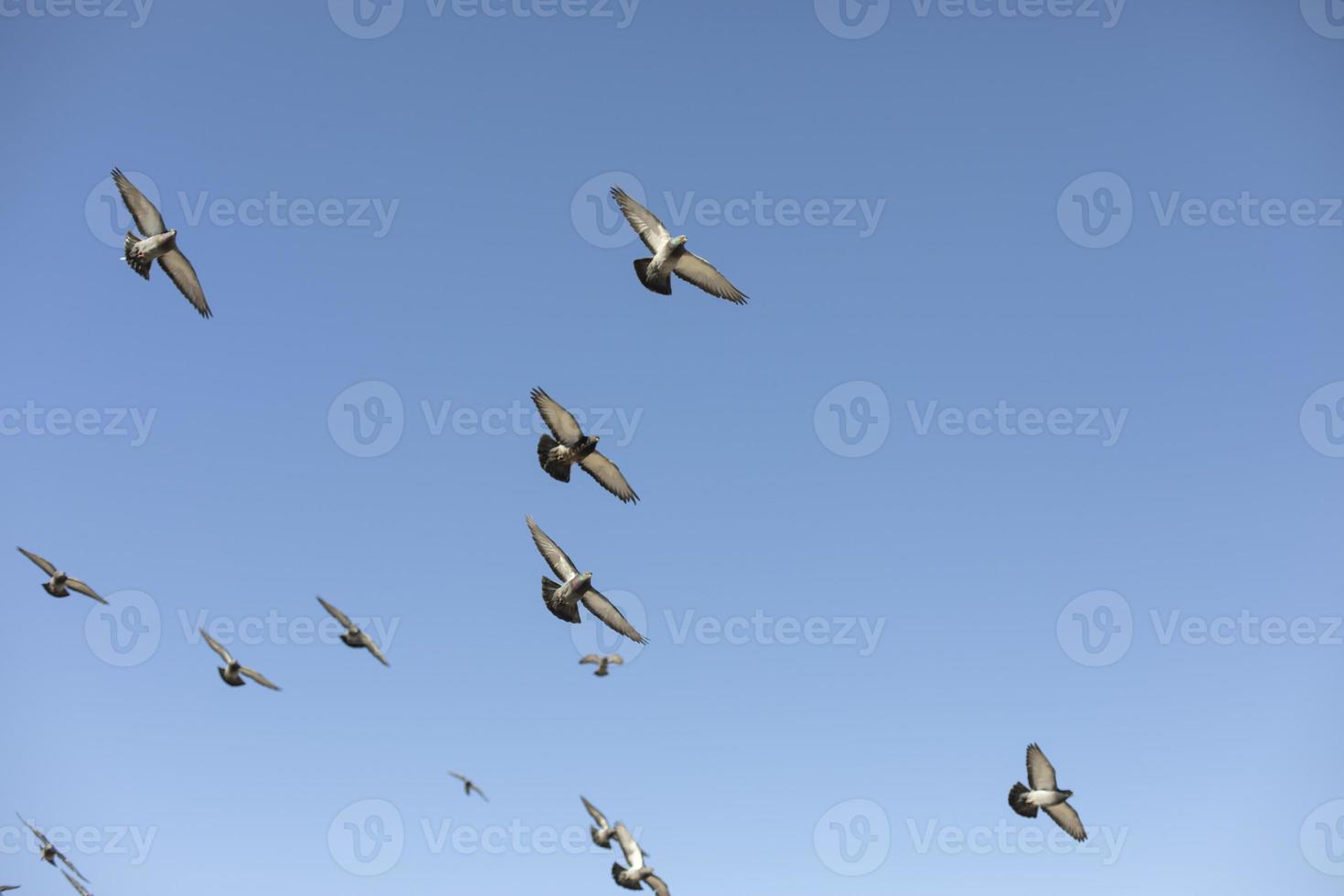 Tauben fliegen in den Himmel. Vögel im Flug. foto