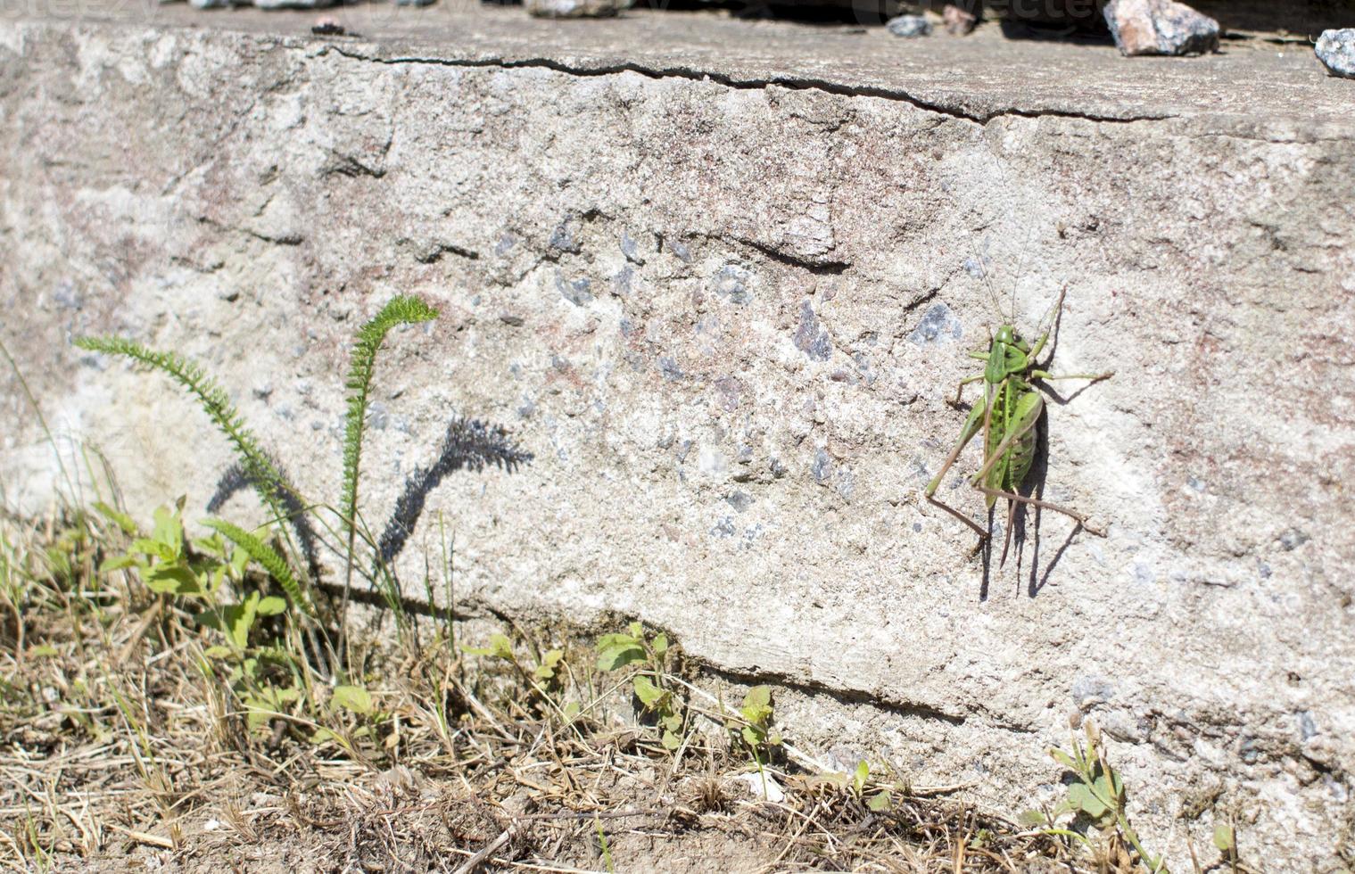 heuschrecke an einer weißen wand mit kopierraum foto