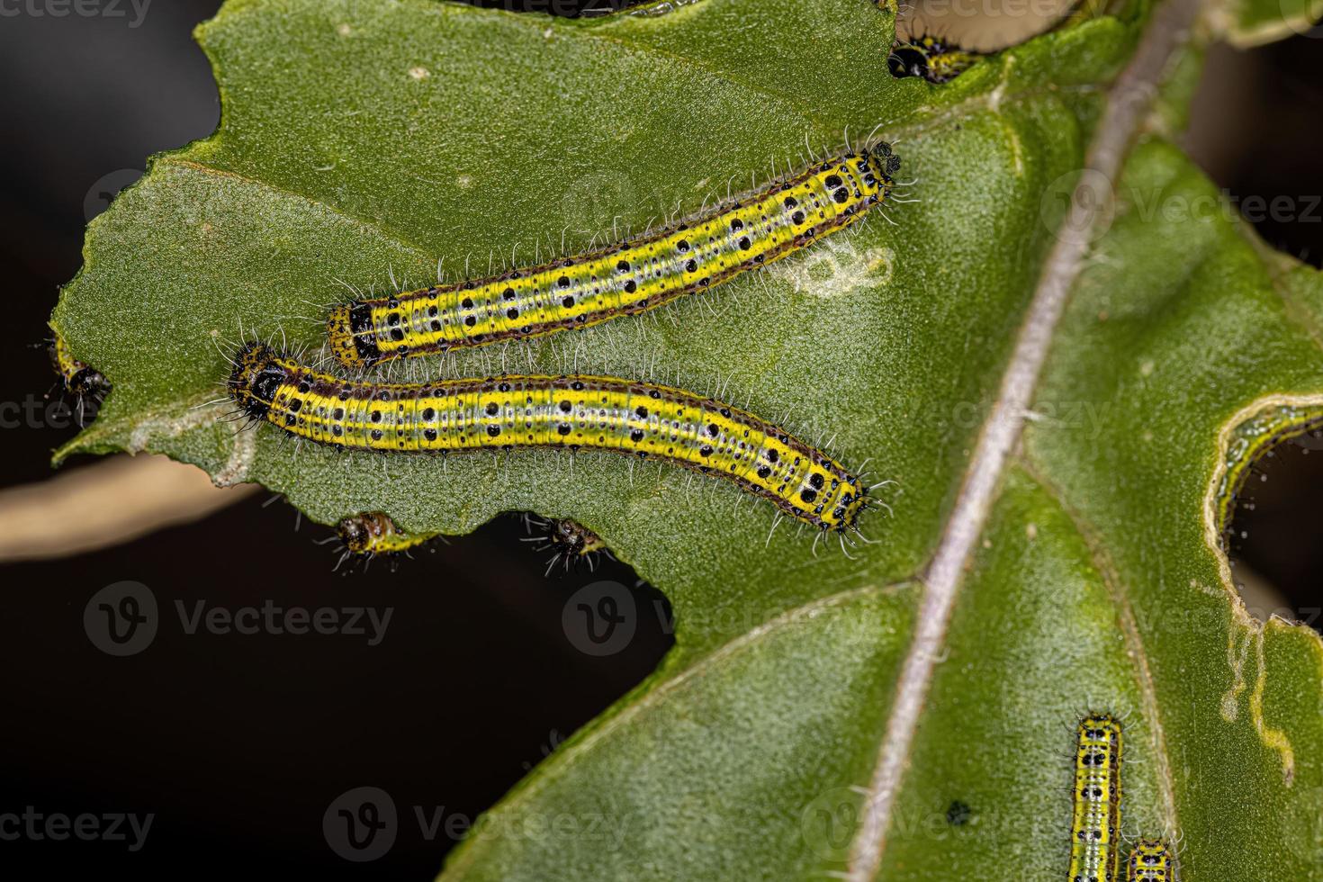 Raupe des großen südlichen weißen Schmetterlings foto