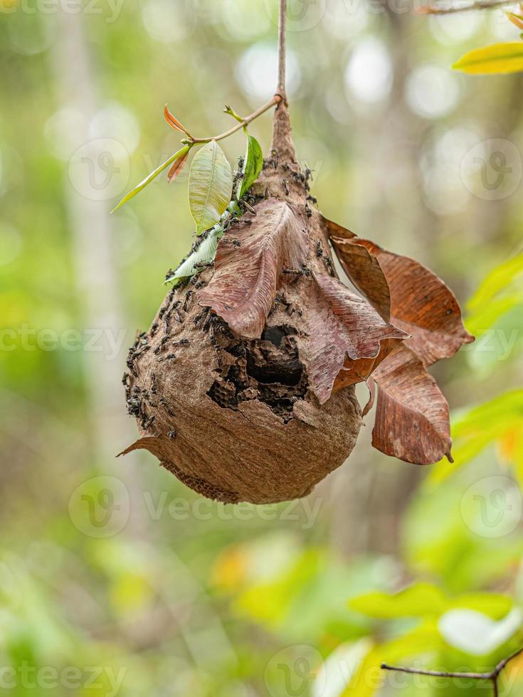 Nest lang taillierter Honigwespen foto