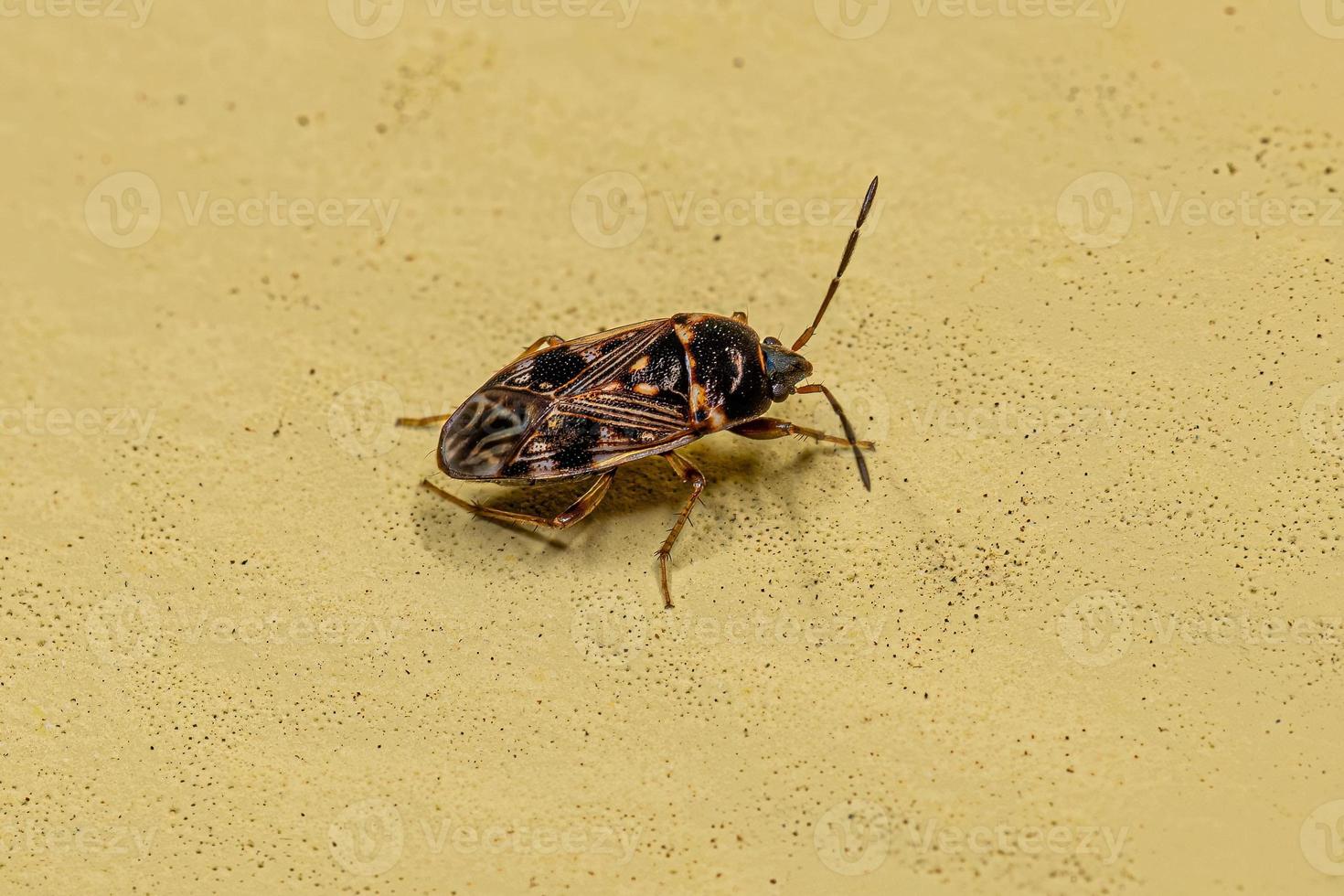 erwachsener schmutzfarbener Samenkäfer foto