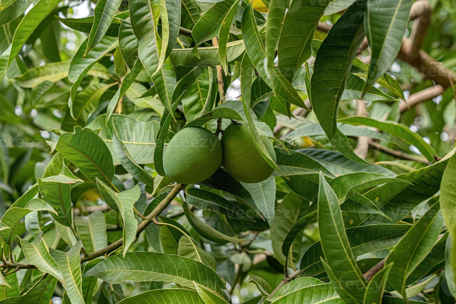 Mangobaum mit Früchten foto