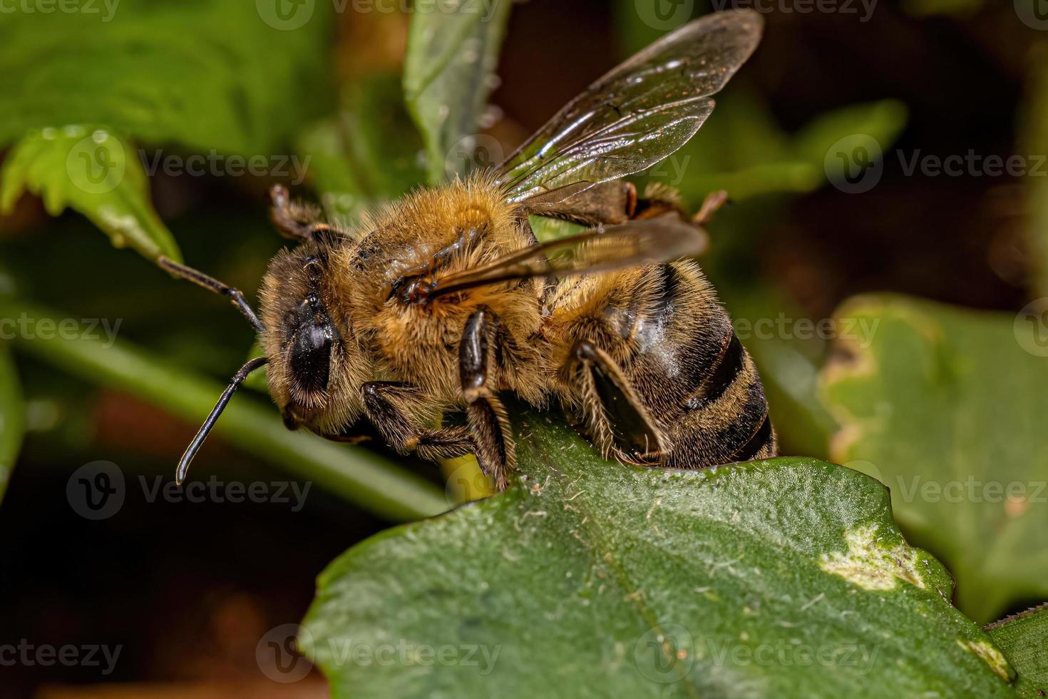 erwachsene weibliche westliche honigbiene foto