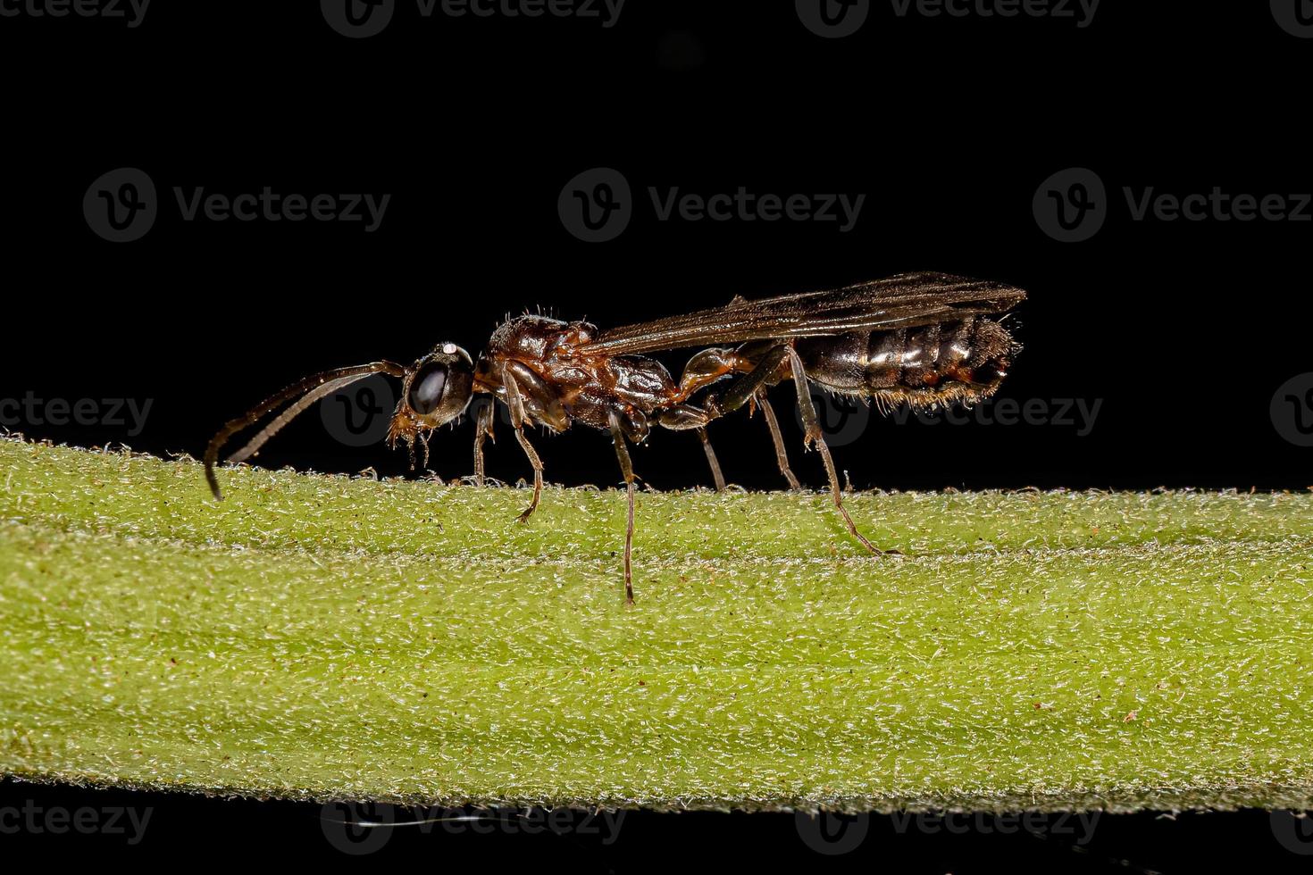 erwachsene männliche geflügelte Ameise foto