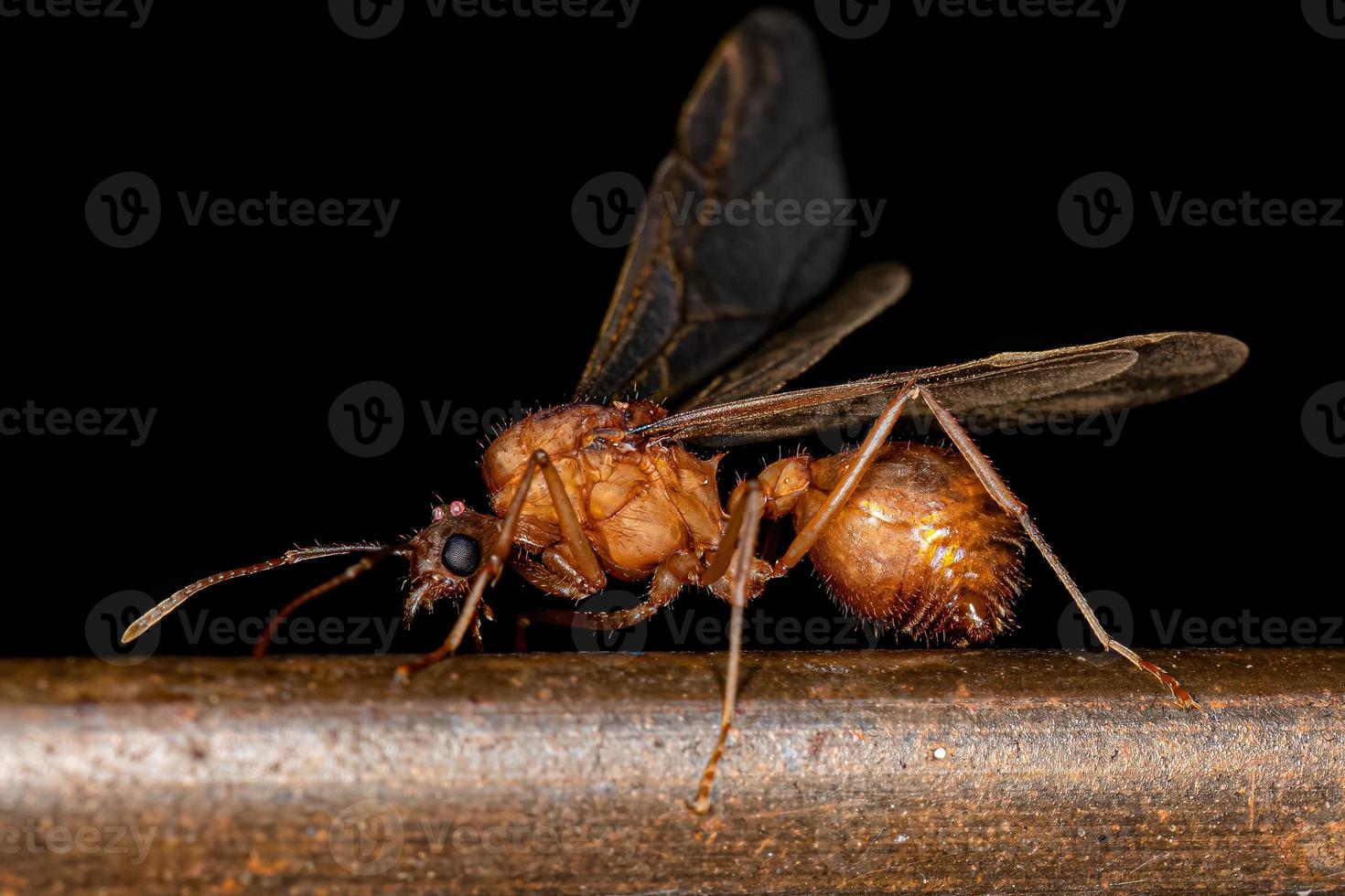 ausgewachsene geflügelte männliche Acromyrmex-Blattschneiderameise foto