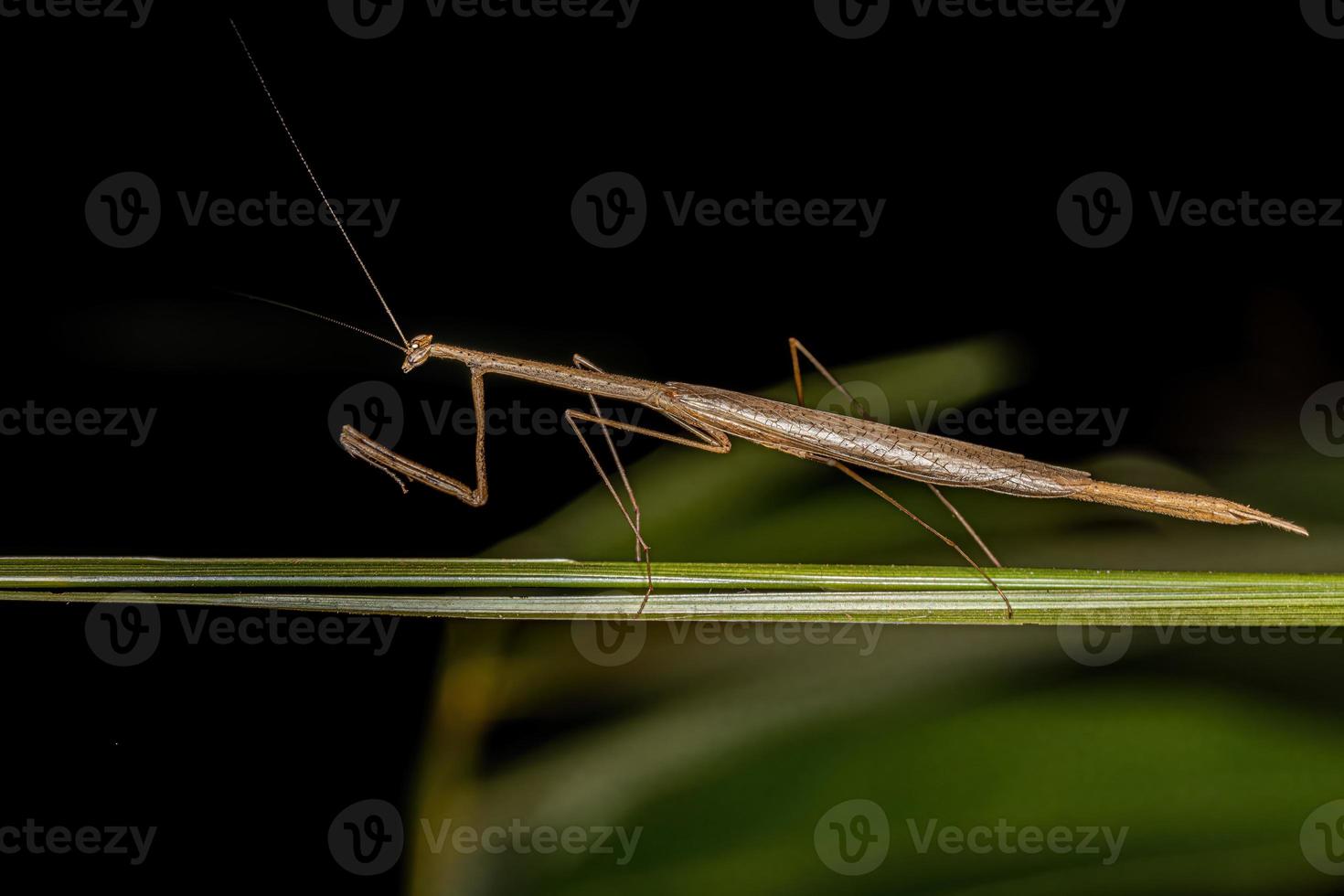 Erwachsene Thespid Mantis foto