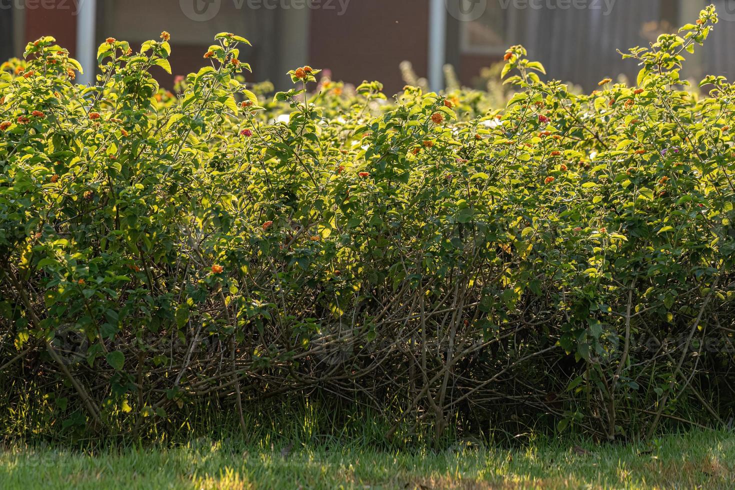 Orangenblüte von Lantana-Pflanzen foto