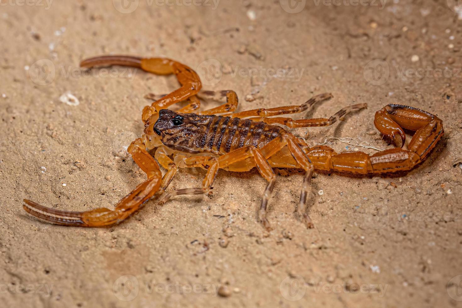 kleiner weiblicher brasilianischer gelber Skorpion foto