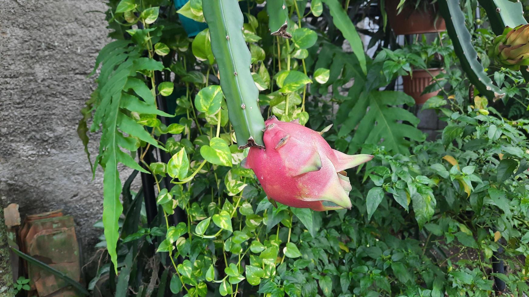 die Drachenfrucht am Baum, die angefangen hat sich rot zu färben 03 foto