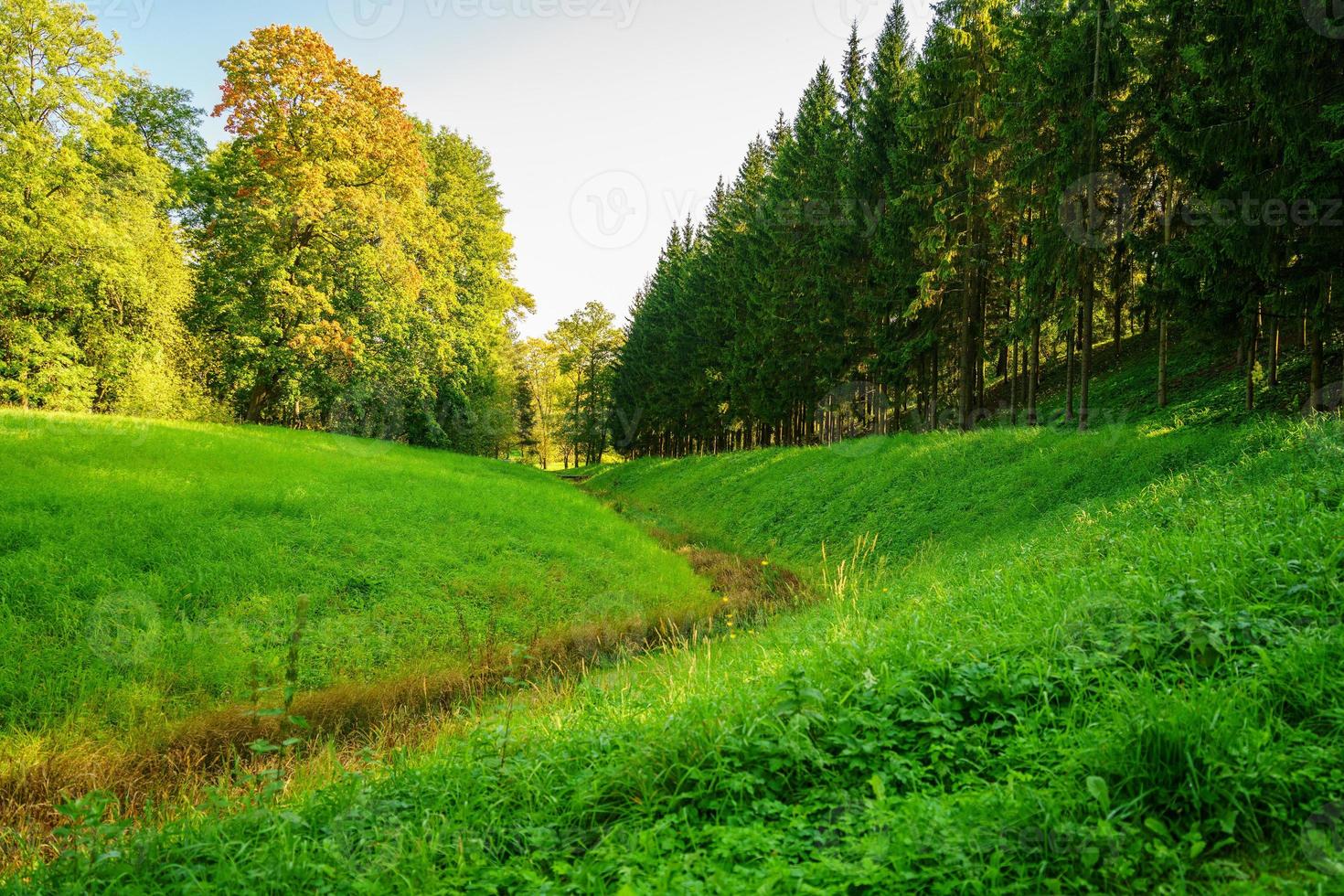 schöne helle bunte sommerfrühlingslandschaft mit bäumen im park, üppig foto