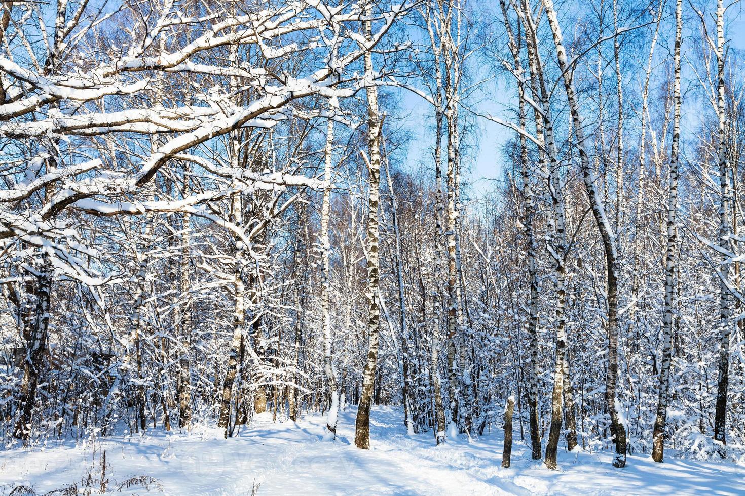 Schneebedeckter Birkenhain im Wald an sonnigen Tagen foto
