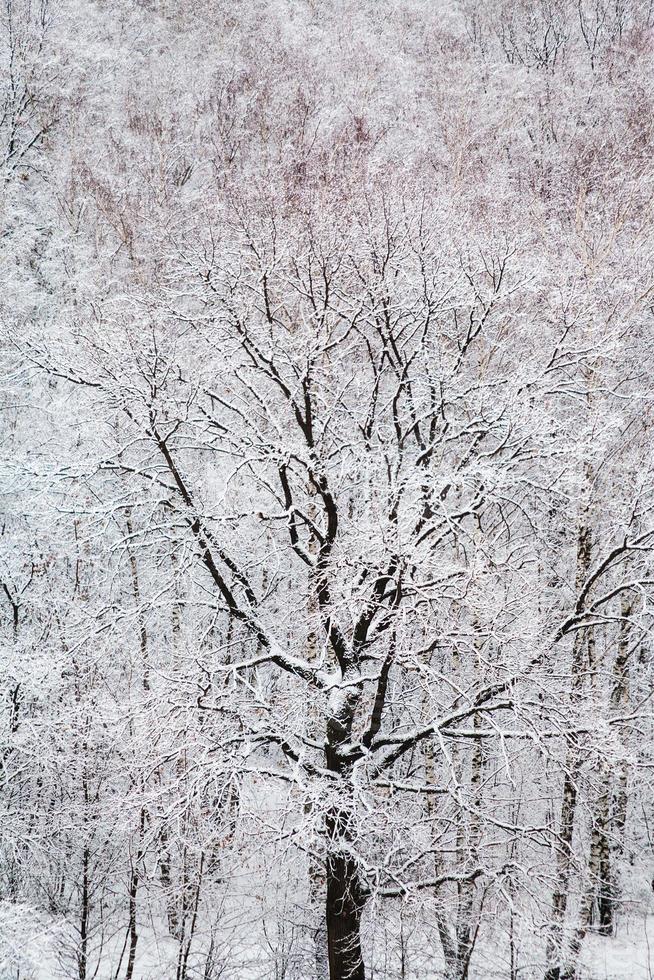 schwarze Eiche im weißen Schneewald im Winter foto