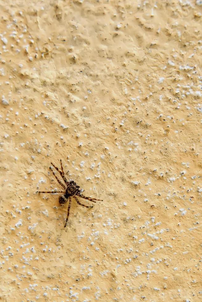 Spinne an der Wand foto