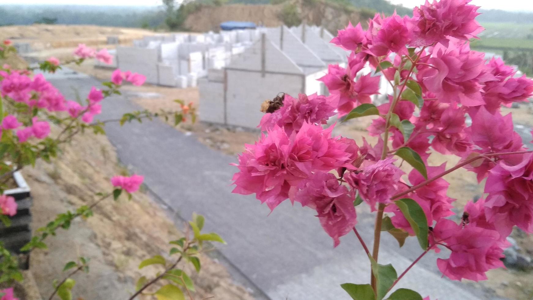 Eine Blume blüht in der Abenddämmerung auf dem Hügel foto