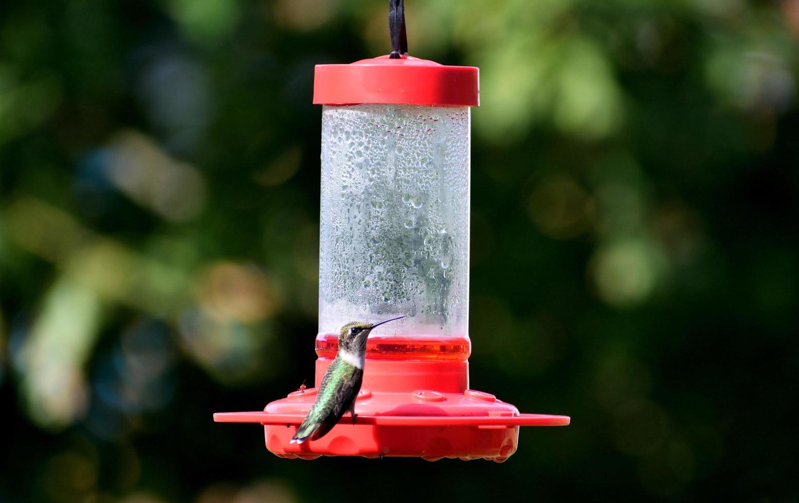 Kolibri auf einem Vogelhäuschen foto