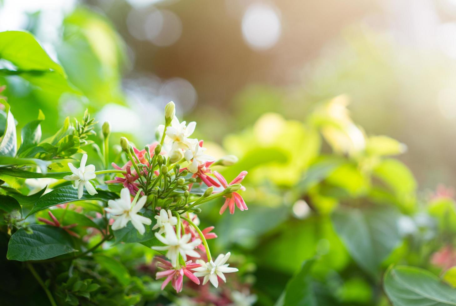 rosa und weiße chinesische Geißblattblumen im Sonnenlicht foto