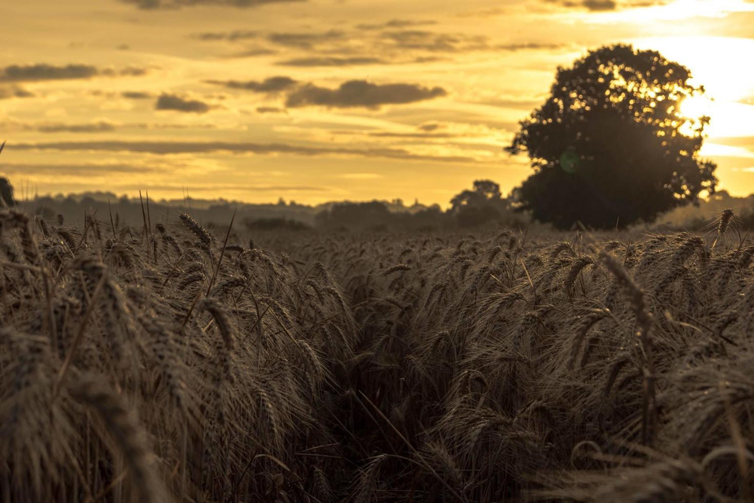 hohes Gras während der goldenen Stunde foto