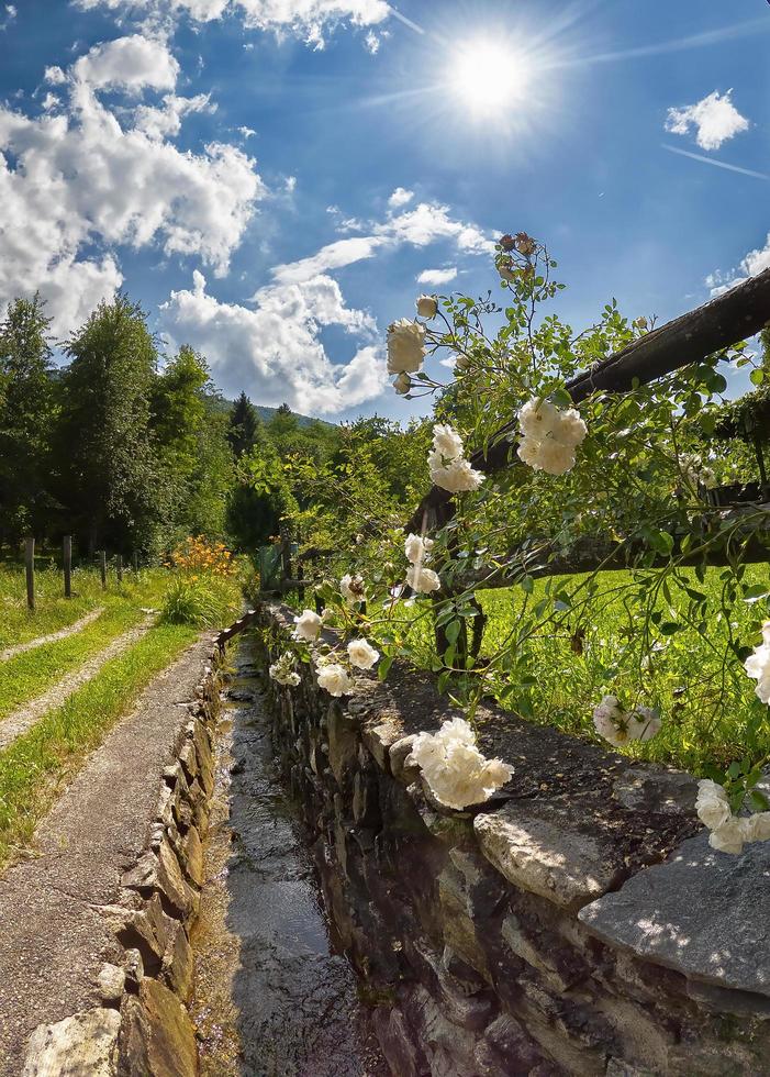 blumiger Weg in den Alpen foto