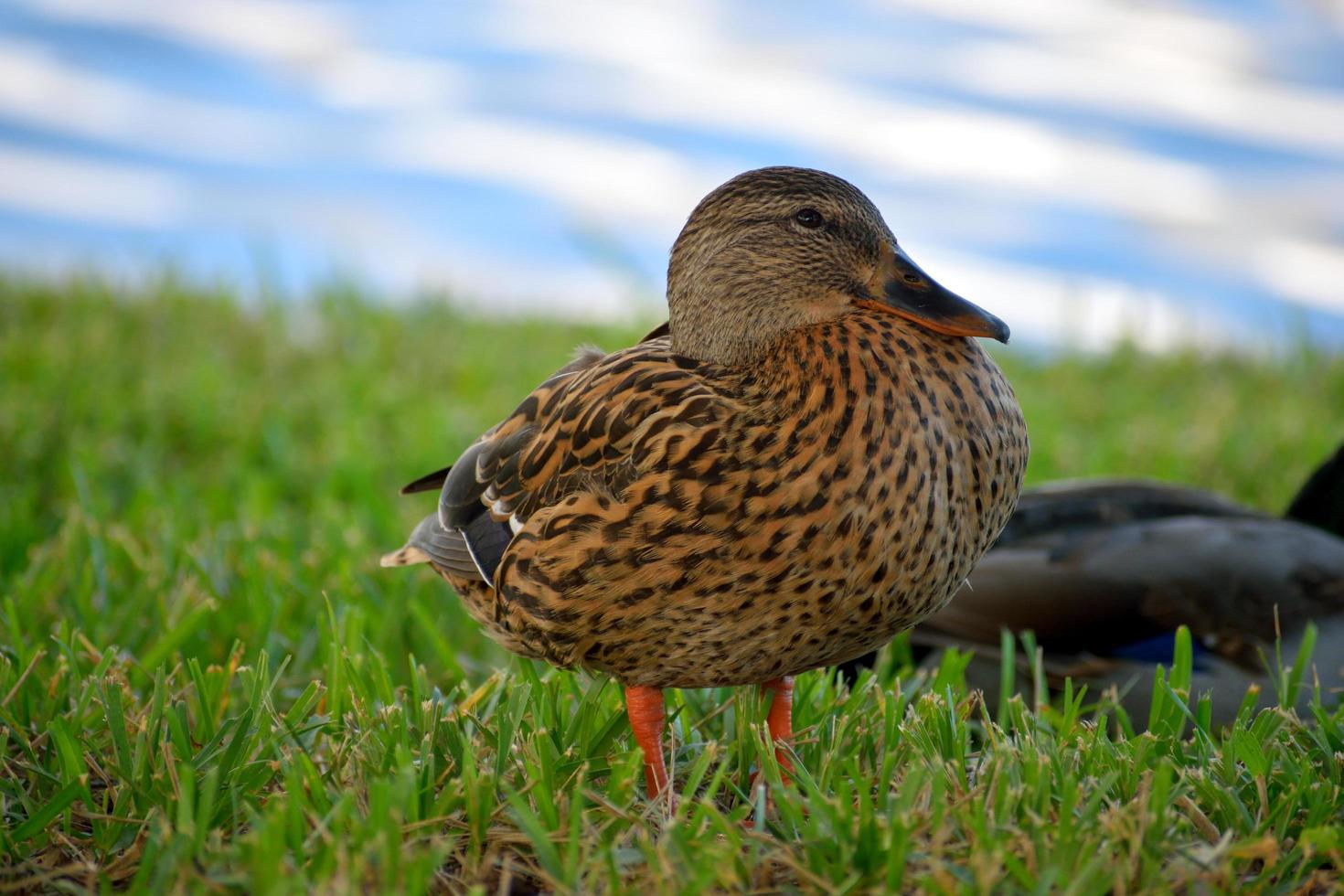 Ente im Gras foto