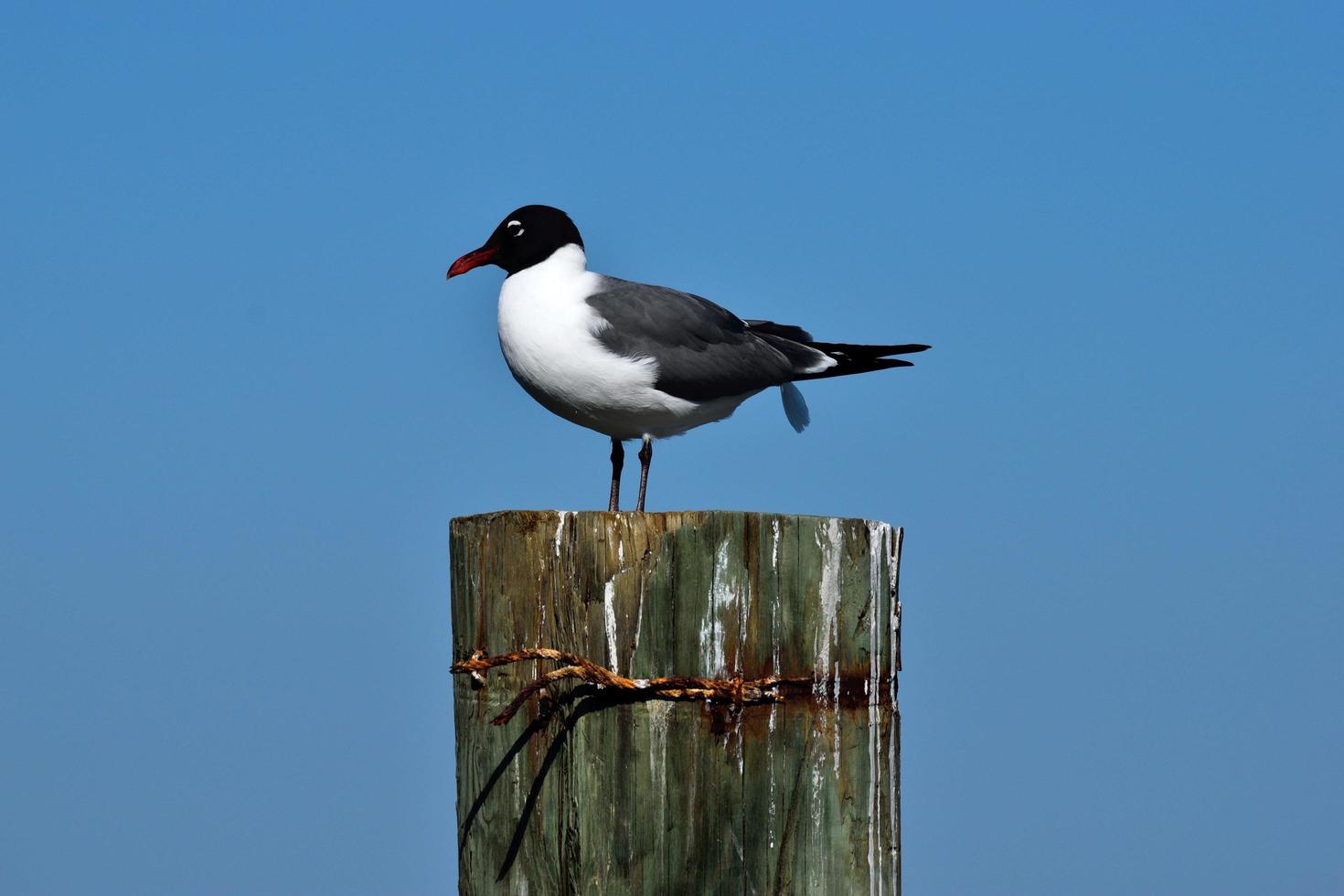 Lachmöwe in Florida foto