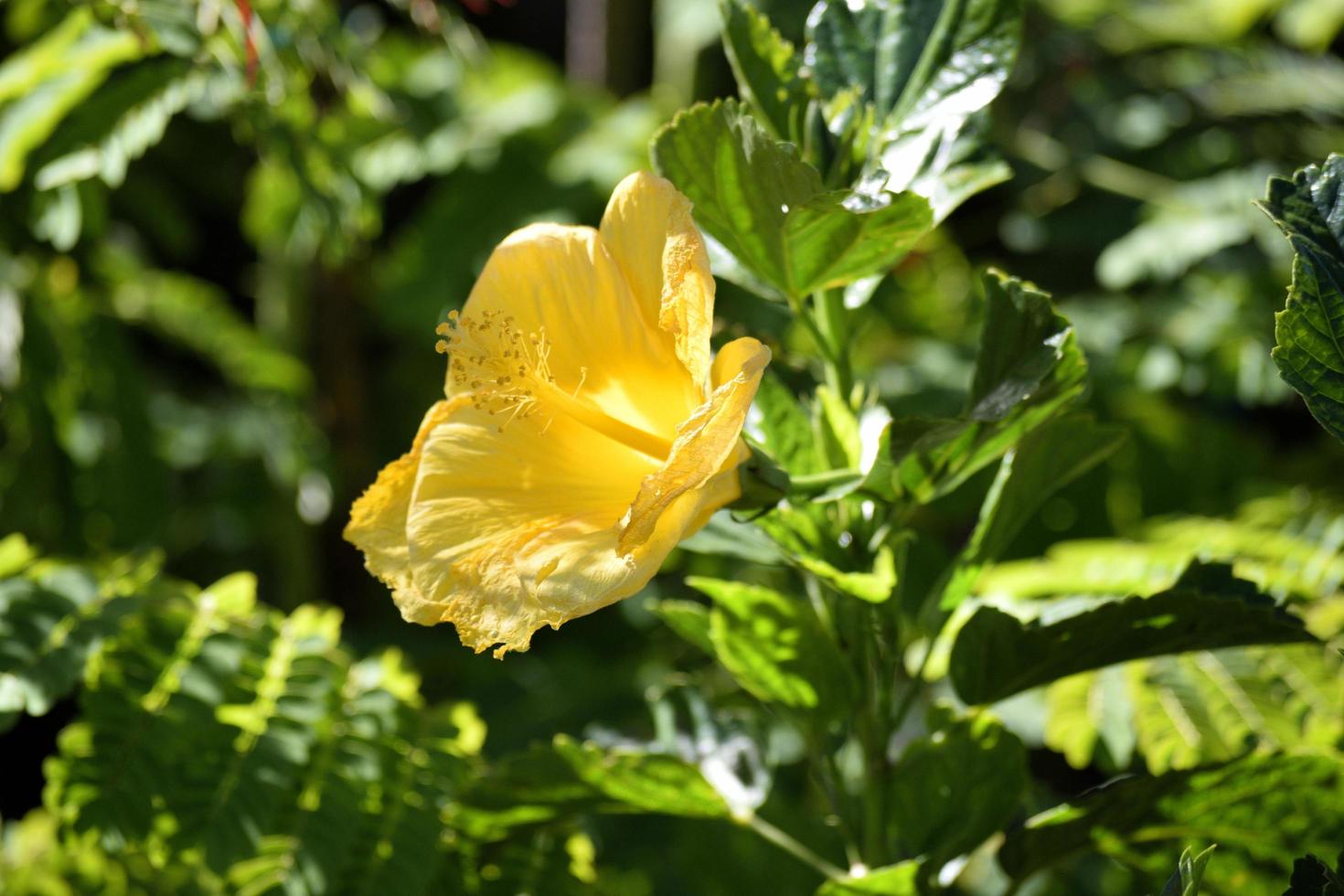 lebendige gelbe Hibiskusblüte foto