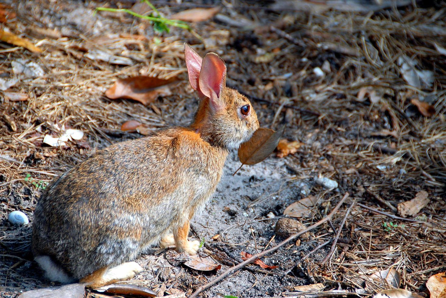 Wildkaninchen, Kaninchen, Tier, Natur, süß, Hase, Hase foto