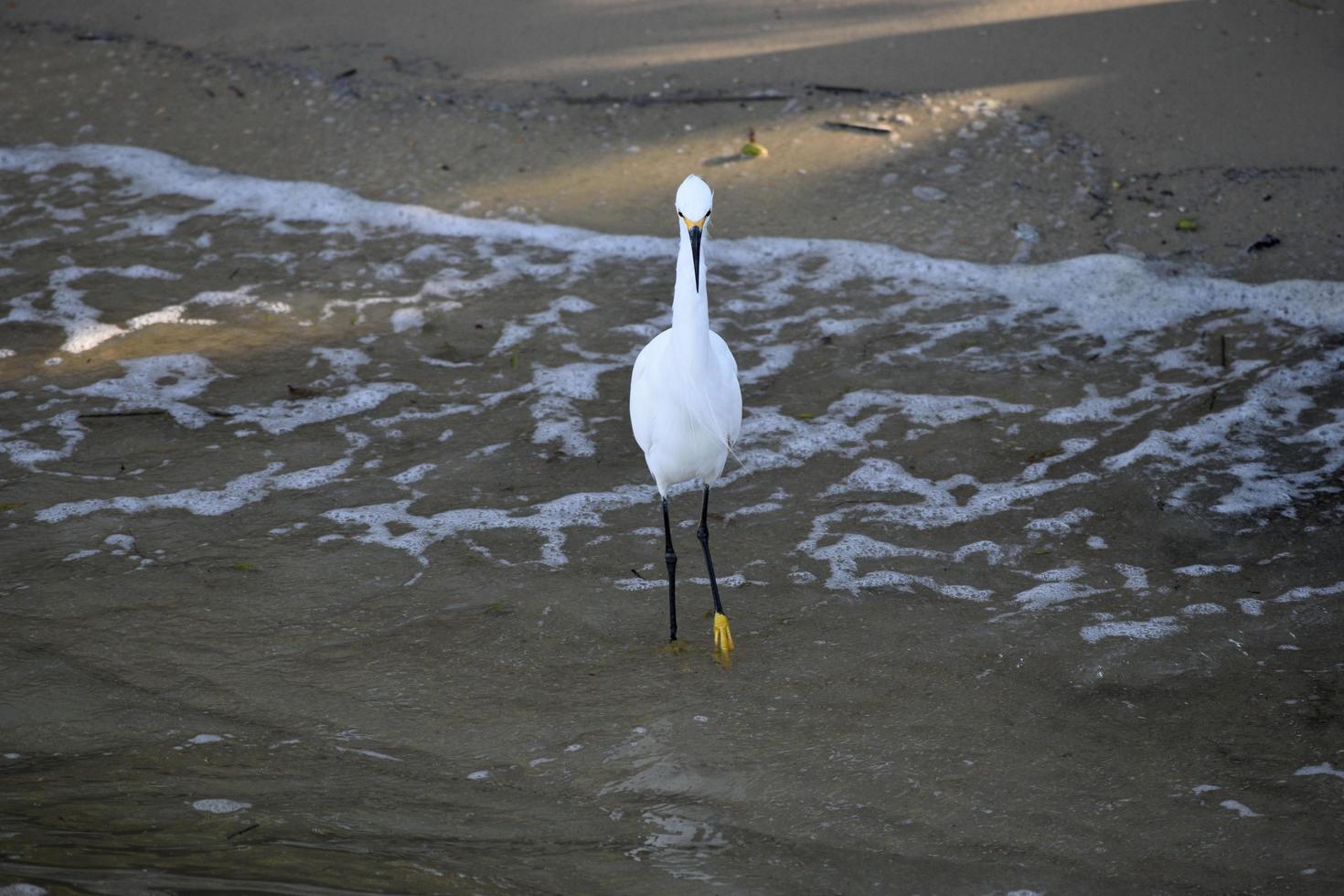 schneeweißer Reiher foto