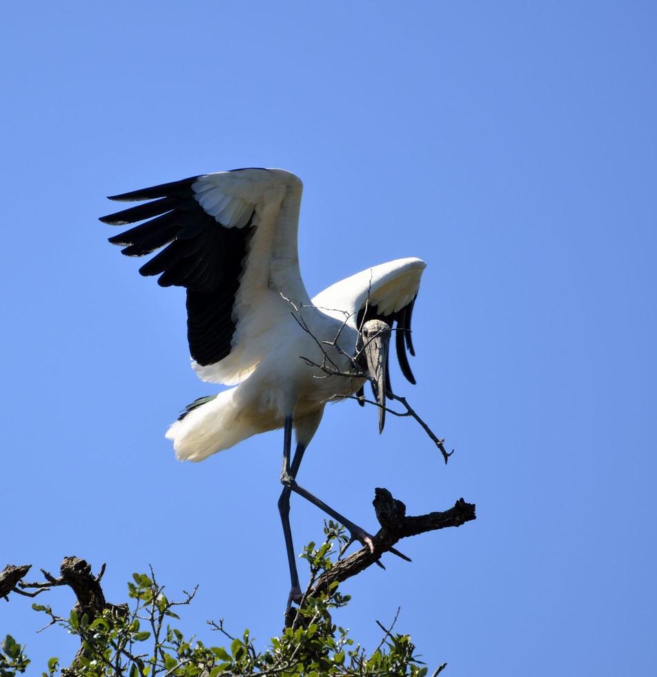 Holzstorch auf einem Baum foto