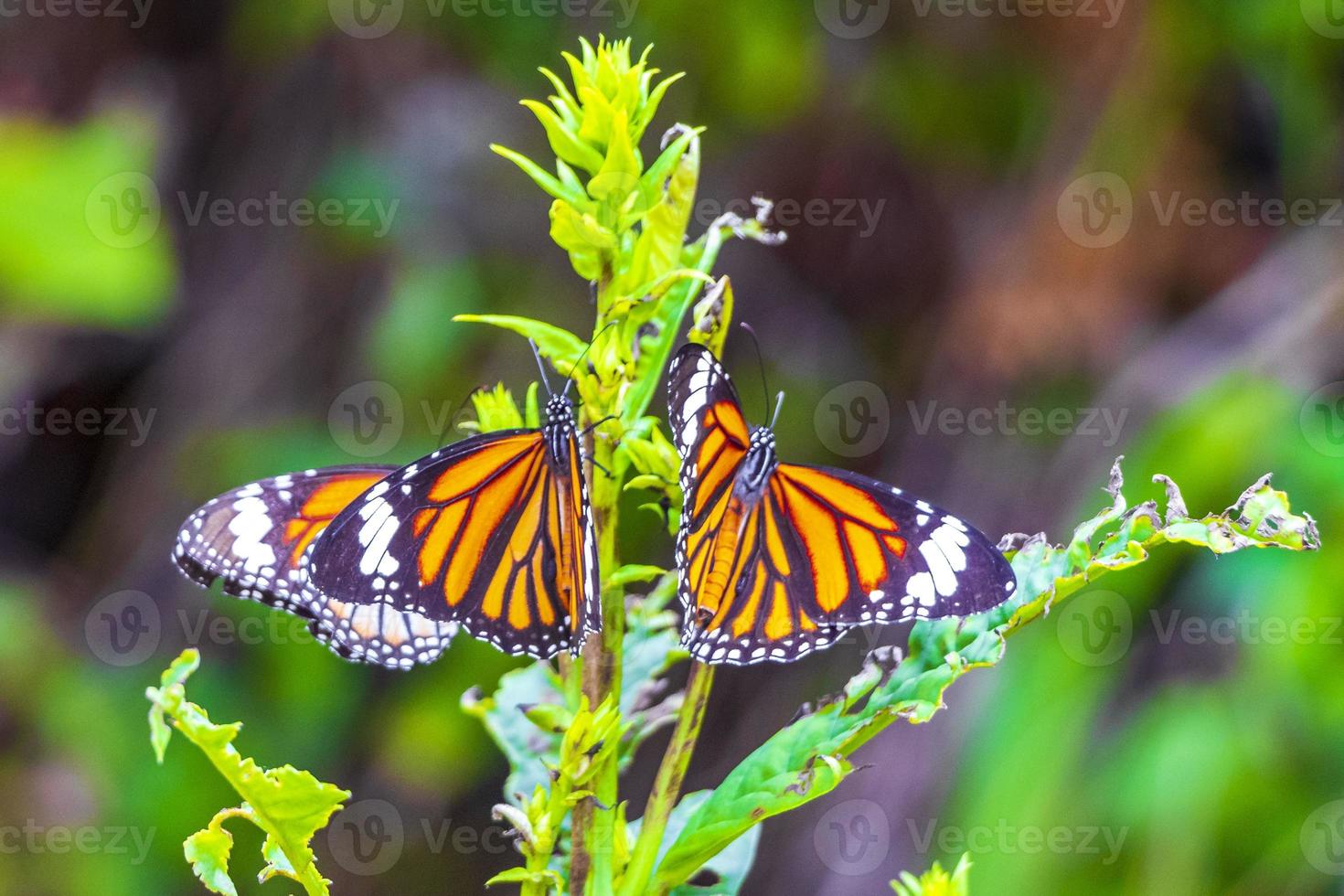 orange schwarz gelb schmetterling schmetterlinge insekt auf grünpflanze thailand. foto