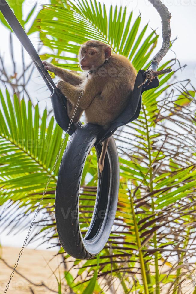 Affenmakaken angekettet an Reifen im Dschungel am Strand von Thailand. foto